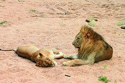 Three lions in Mala Mala, South Africa Robert A. Scott
